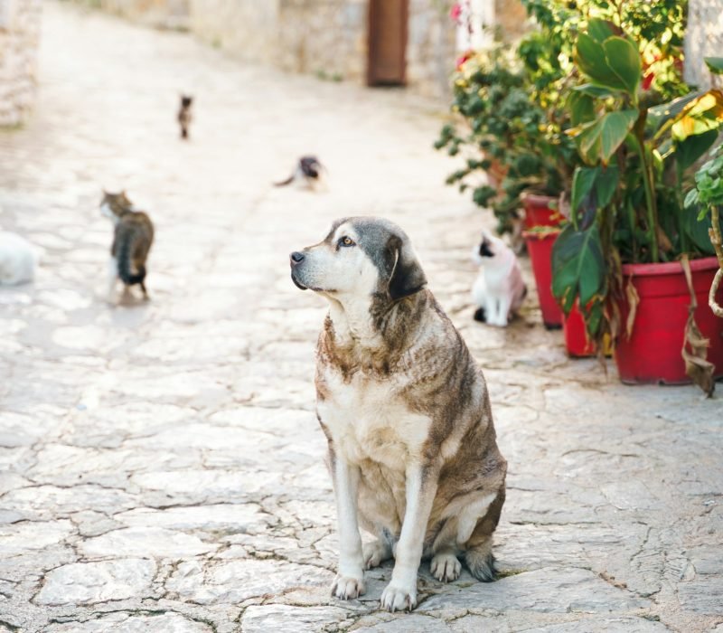 Homeless animals seek shelter. Surviving dogs, cats wander street of village,old town. Stray,